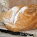 bazaar_khan_el_khalili_cai_h_0042_egy1274.jpg