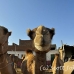 camel_embaba_cai_h_0001_egy0014.jpg