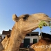 camel_embaba_cai_h_0007_egy0023.jpg