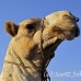 camel_embaba_cai_h_0022_egy0285.jpg