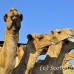 camel_embaba_cai_h_0027_egy0290.jpg