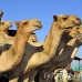 camel_embaba_cai_h_0028_egy0291.jpg
