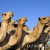 camel_embaba_cai_h_0029_egy0292.jpg