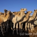 camel_embaba_cai_h_0030_egy0293.jpg