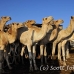 camel_embaba_cai_h_0031_egy0294.jpg