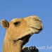 camel_embaba_cai_h_0036_egy0299.jpg