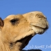 camel_embaba_cai_h_0037_egy0300.jpg