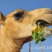 camel_embaba_cai_h_0066_egy0329.jpg