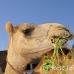 camel_embaba_cai_h_0069_egy0332.jpg
