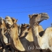 camel_embaba_cai_h_0095_egy0363.jpg