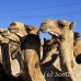 camel_embaba_cai_h_0096_egy0364.jpg