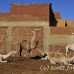 camel_embaba_cai_h_0122_egy0392.jpg