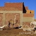 camel_embaba_cai_h_0123_egy0393.jpg
