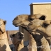 camel_embaba_cai_h_0136_egy0406.jpg
