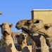camel_embaba_cai_h_0137_egy0407.jpg