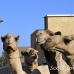 camel_embaba_cai_h_0138_egy0408.jpg