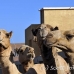 camel_embaba_cai_h_0139_egy0409.jpg