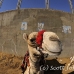 camel_giza_cai_h_0001_egy0069.jpg