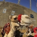 camel_giza_cai_h_0002_egy0070.jpg