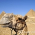 camel_giza_cai_h_0023_egy1080.jpg