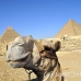 camel_giza_cai_h_0024_egy1081.jpg