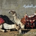 camel_giza_cai_h_0027_egy1092.jpg