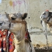 camel_giza_cai_h_0028_egy1095.jpg