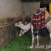 camel_giza_cai_h_0029_egy1137.jpg