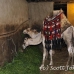 camel_giza_cai_h_0030_egy1138.jpg