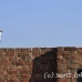 egret_cattle_embaba_cai_h_0115_egy0385.jpg