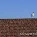 egret_cattle_embaba_cai_h_0116_egy0386.jpg
