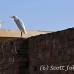 egret_cattle_embaba_cai_h_0118_egy0388.jpg