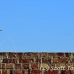 egret_cattle_embaba_cai_h_0119_egy0389.jpg