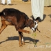 goat_embaba_cai_h_0125_egy0395.jpg