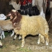 goat_giza_cai_h_0045_egy1149.jpg