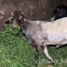 goat_giza_cai_h_0046_egy1150.jpg