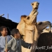 market_camel_embaba_cai_h_0061_egy0324.jpg