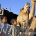 market_camel_embaba_cai_h_0062_egy0325.jpg