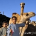 market_camel_embaba_cai_h_0063_egy0326.jpg