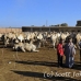market_camel_embaba_cai_h_0110_egy0379.jpg