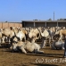 market_camel_embaba_cai_h_0111_egy0381.jpg