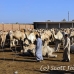 market_camel_embaba_cai_h_0112_egy0382.jpg