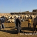 market_camel_embaba_cai_h_0114_egy0384.jpg