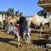 market_camel_embaba_cai_h_0133_egy0403.jpg