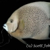 angelfish_gray_lhr_roa_h_0015_uti2607.jpg