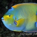 angelfish_queen_lhr_roa_h_0035_uti2627.jpg
