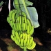 bananas_utila_v_0050_uti3393.jpg