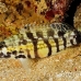 bass_harlequin_tp_uti_h_0045_uti2769.jpg