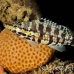 bass_harlequin_tp_uti_h_0101_uti2835.jpg
