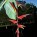 birdofparadise_utila_v_0056_uti3400.jpg